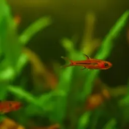 Chili Rasbora, photo 6