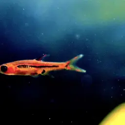 Chili Rasbora, photo 7