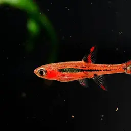 Chili Rasbora, photo 8