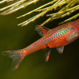 Chili Rasbora, photo 9