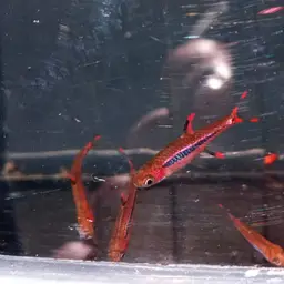 Chili Rasbora