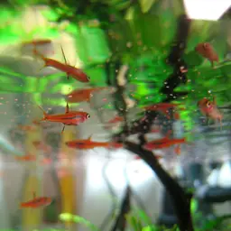 Chili Rasbora, photo 2