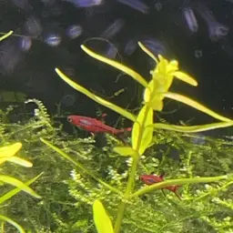 Chili Rasbora, photo 3