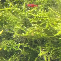 Chili Rasbora, photo 4