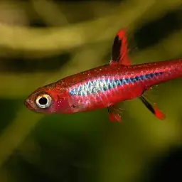 Chili Rasbora, photo 10
