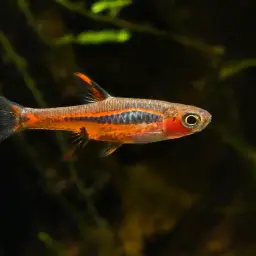 Chili Rasbora, photo 11