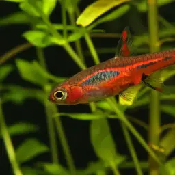 Chili Rasbora, photo 12