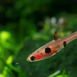Pygmy Rasbora