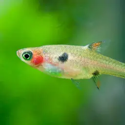 Pygmy Rasbora, photo 2