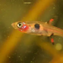 Pygmy Rasbora, photo 3