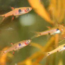 Pygmy Rasbora, photo 4