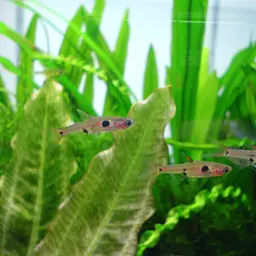 Pygmy Rasbora, photo 5