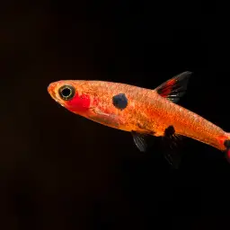 Pygmy Rasbora, photo 6
