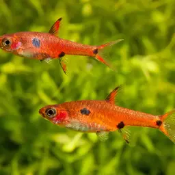 Pygmy Rasbora, photo 7