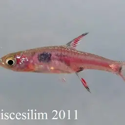 Pygmy Rasbora, photo 8
