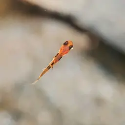 Pygmy Rasbora, photo 10