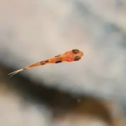Pygmy Rasbora, photo 11