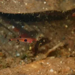 Pygmy Rasbora, photo 12