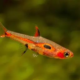 Merah Dwarf Barb, photo 6