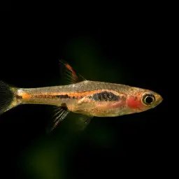 Merah Dwarf Barb, photo 7