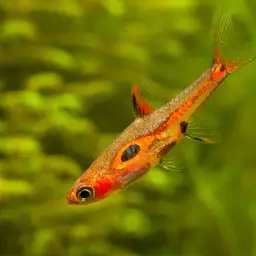 Merah Dwarf Barb, photo 8