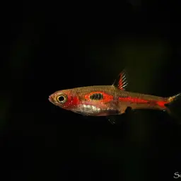 Merah Dwarf Barb, photo 9