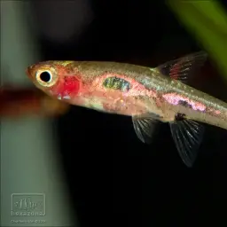 Merah Dwarf Barb, photo 10
