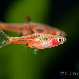 Merah Dwarf Barb, photo 11