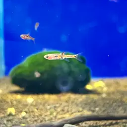 Merah Dwarf Barb