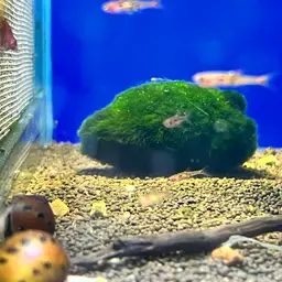 Merah Dwarf Barb, photo 2
