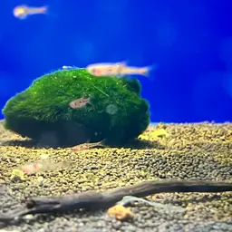 Merah Dwarf Barb, photo 3