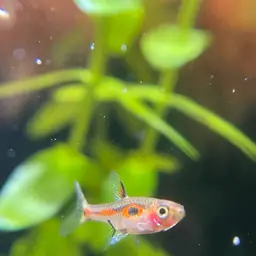 Merah Dwarf Barb, photo 4