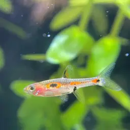 Merah Dwarf Barb, photo 5