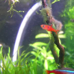 Three-spotted Dwarf Minnow