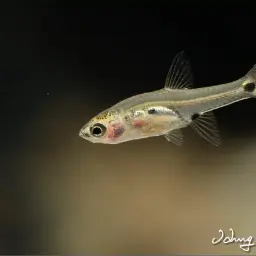 Three-spotted Dwarf Minnow, photo 6