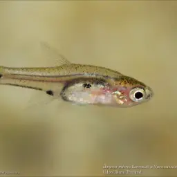 Three-spotted Dwarf Minnow, photo 2