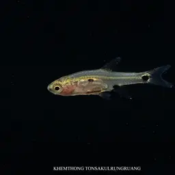 Three-spotted Dwarf Minnow, photo 3