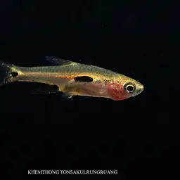 Three-spotted Dwarf Minnow, photo 4