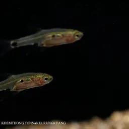 Three-spotted Dwarf Minnow, photo 5