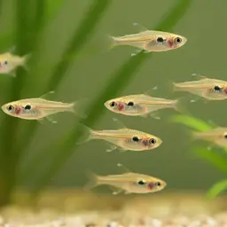 Three-spotted Dwarf Minnow, photo 8