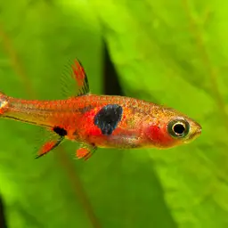 Strawberry Rasbora
