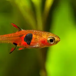Strawberry Rasbora, photo 3