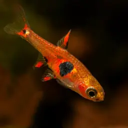 Strawberry Rasbora, photo 4