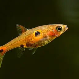 Strawberry Rasbora, photo 2