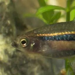 Least Rasbora