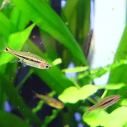Least Rasbora, photo 2