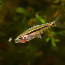 Least Rasbora, photo 3