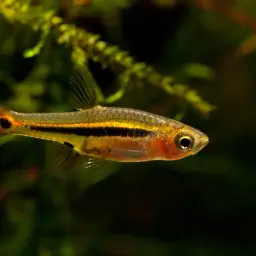 Least Rasbora, photo 4