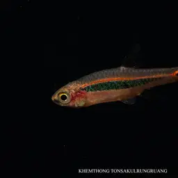 Least Rasbora, photo 5