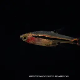 Least Rasbora, photo 6